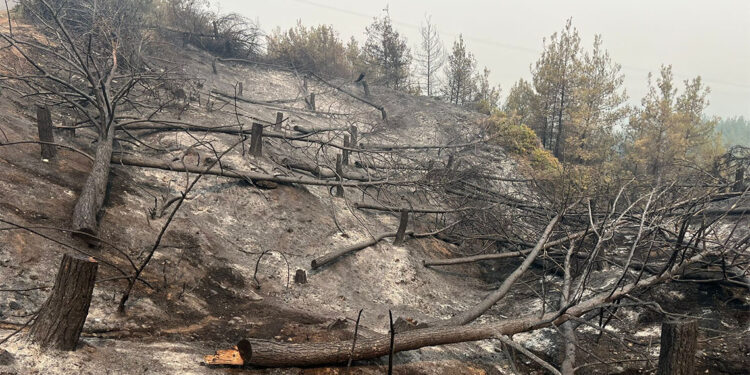 Sakarya'da yangınlar söndürüldü; Bayat'ta alevler kısmen kontrol altında