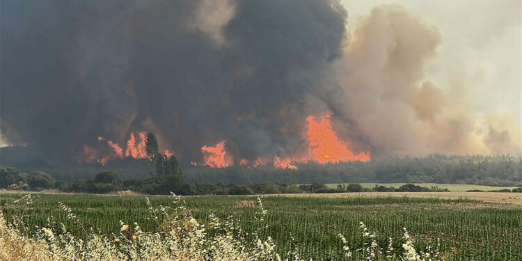 Türkiye yanıyor! 6 şehirde orman yangını