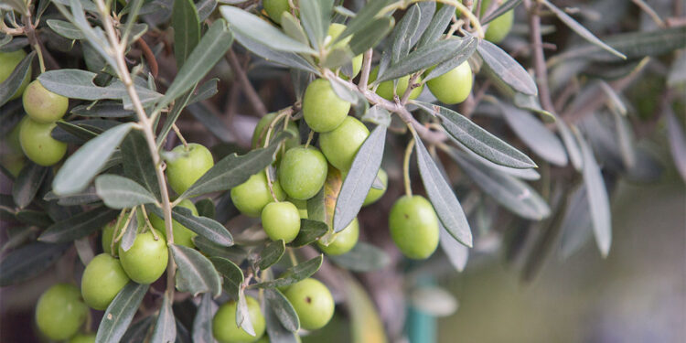 Muhalefetten son zeytinlik uyarısı