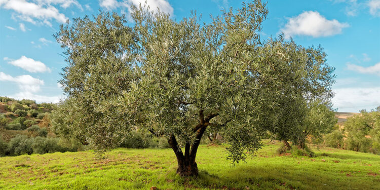 Zeytinlik yasası TBMM Genel Kurulu'nda kabul edildi