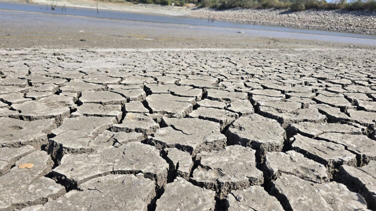 Çınarlı Göleti'nde balıklar can çekişiyor