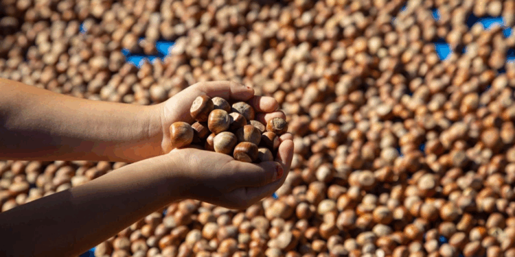 2025-2026 sezonu kabuklu fındık alım fiyatları belirlendi