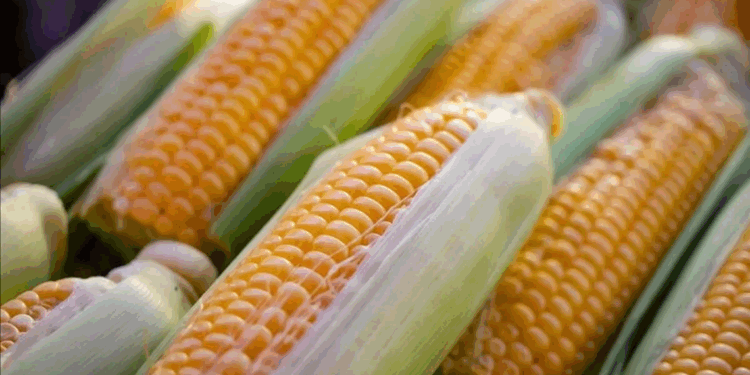 2025 yılı mısır alım fiyatları belli oldu