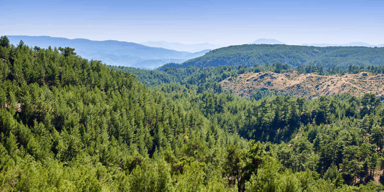 ALJ Türkiye’den 1.4 milyon fidan ile başlayan ağaç seferberliği