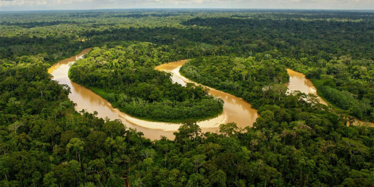 Amazon yağmur ormanları kuruyabilir