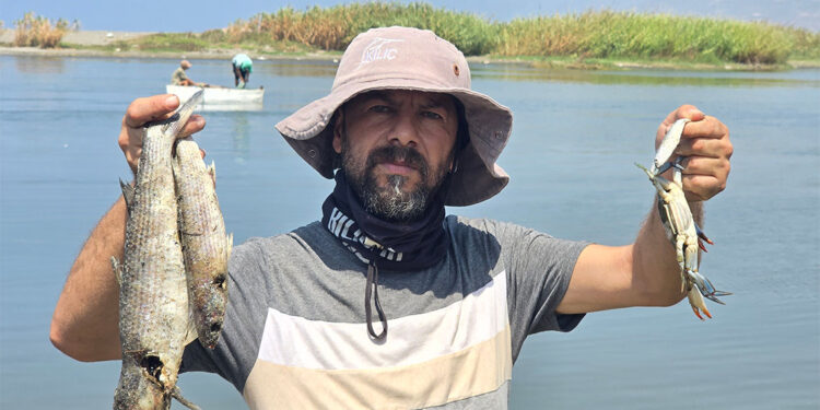 Asi Nehri istilacı su sümbülleri ile kaplandı