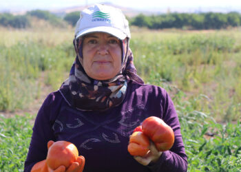 Karahıdır domatesinin hasadı başladı