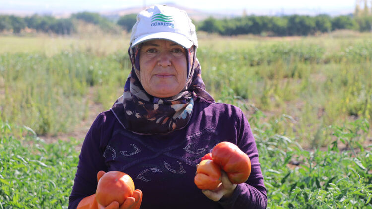 Karahıdır domatesinin hasadı başladı