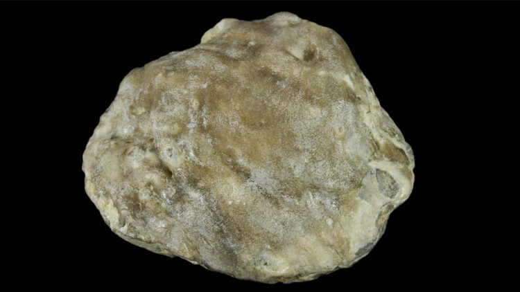 Avustralya'da 100 milyon yıllık fosil inci bulundu