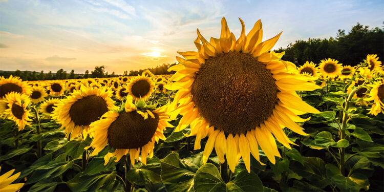 Ayçiçeğinde avans ödeme fiyatı açıklandı