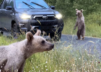 Ayıları elle besleyip, fotoğraf çekenlere uyarı