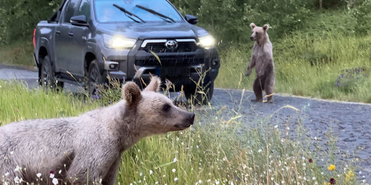 Ayıları elle besleyip, fotoğraf çekenlere uyarı