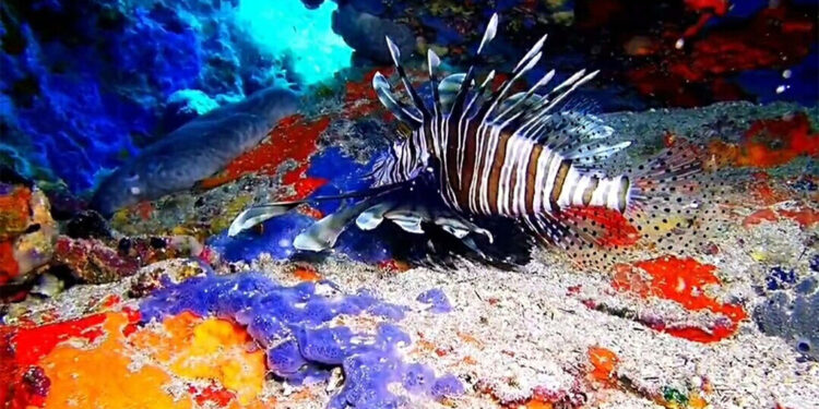 Ayvalık'ta aslan balığı görüntülendi