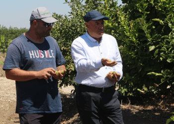 Adana'da aşırı sıcaklar ve poyraz limonu yaktı