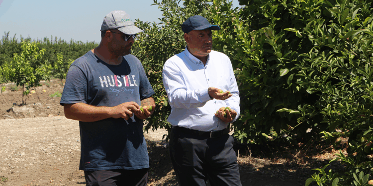Adana'da aşırı sıcaklar ve poyraz limonu yaktı