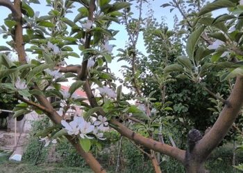 Ağustos ayında elma ağacı çiçek açtı