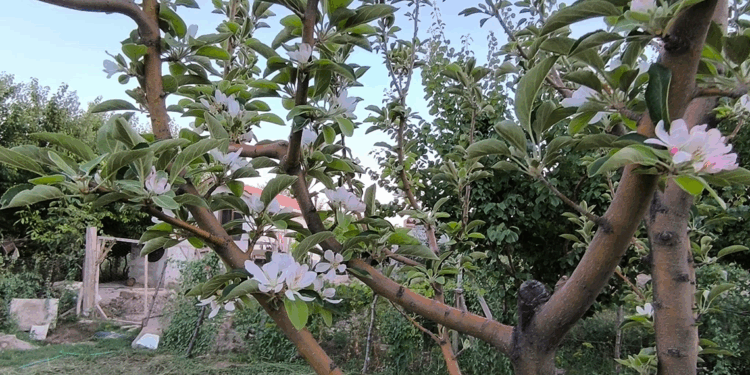 Ağustos ayında elma ağacı çiçek açtı