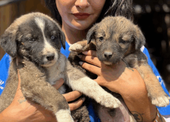 Anne köpek ile 7 yavrusu, yangından kaçıp maden ocağına sığınmış