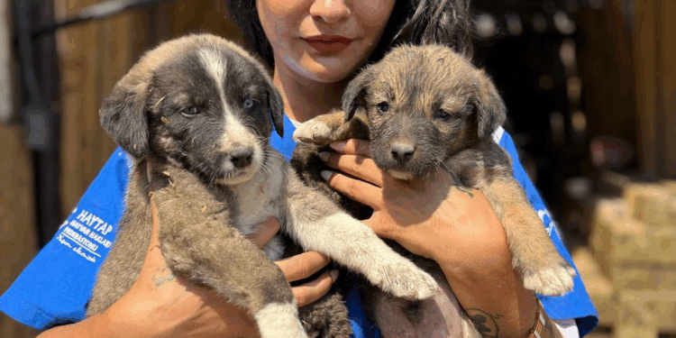 Anne köpek ile 7 yavrusu, yangından kaçıp maden ocağına sığınmış