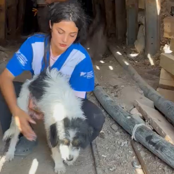 Anne köpek ile 7 yavrusu, yangından kaçıp maden ocağına sığınmış