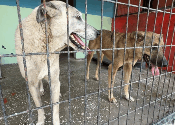 Avcılar'da 2 köpek barınağa götürülürken mahalleli tepki gösterdi