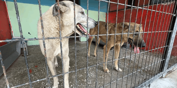 Avcılar'da 2 köpek barınağa götürülürken mahalleli tepki gösterdi
