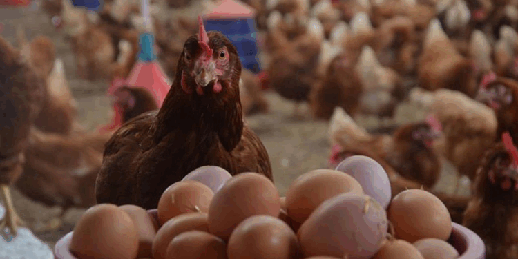 Aylık yumurta, tavuk eti ve içme sütü üretimi azaldı