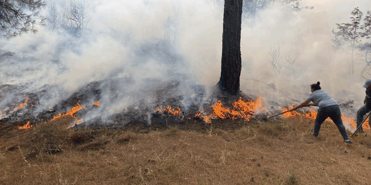 Ayvacık'ta çıkan orman yangınına müdahale sürüyor