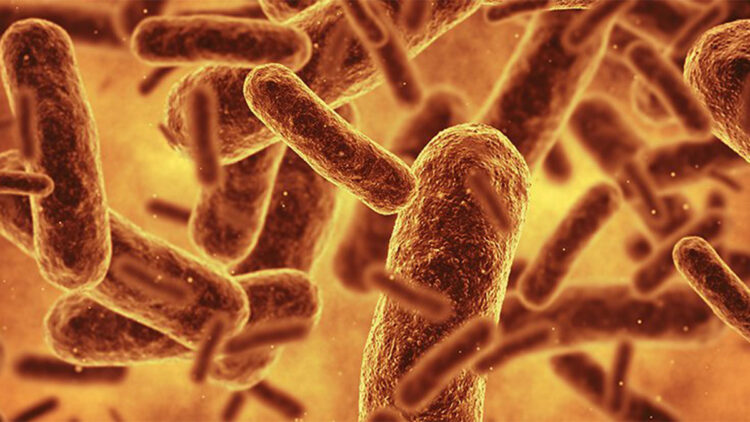 Genetik koda sahip yeni bir bakteri türü üretildi