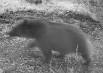 Bolu'da bozayı ve 3 yavrusu fotokapana yansıdı