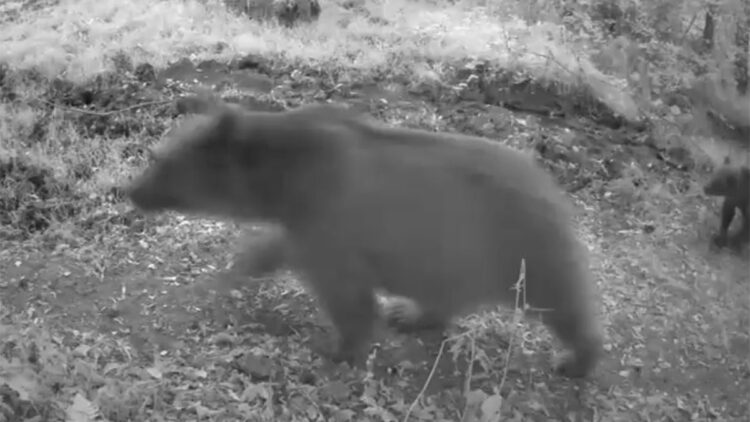 Bolu'da bozayı ve 3 yavrusu fotokapana yansıdı