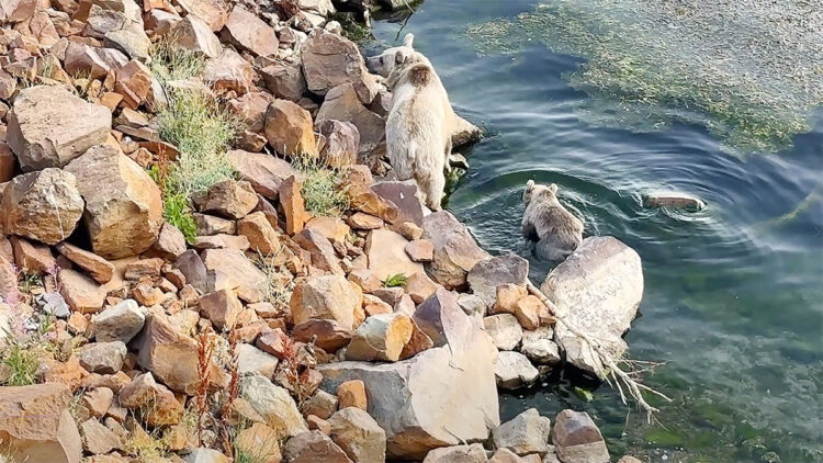 Bozayılar Nemrut Krater Gölü'nde yüzdü