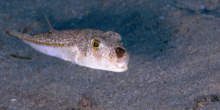Balon balığı, artık Akdeniz'in doğal popülasyonu haline geldi
