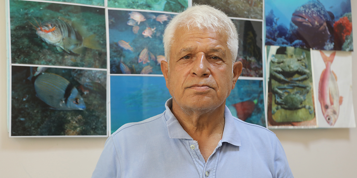 Balon balığı, artık Akdeniz'in doğal popülasyonu haline geldi