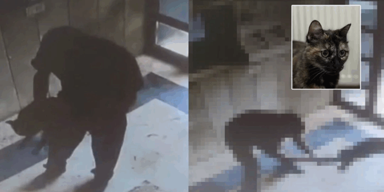 Başakşehir'de kediye işkence ederek öldüren inşaat işçisi gözaltına alındı