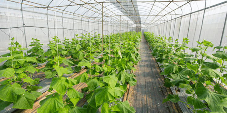 Batman Sera OTB'de yılda 30 bin ton sebze üretimi yapılacak