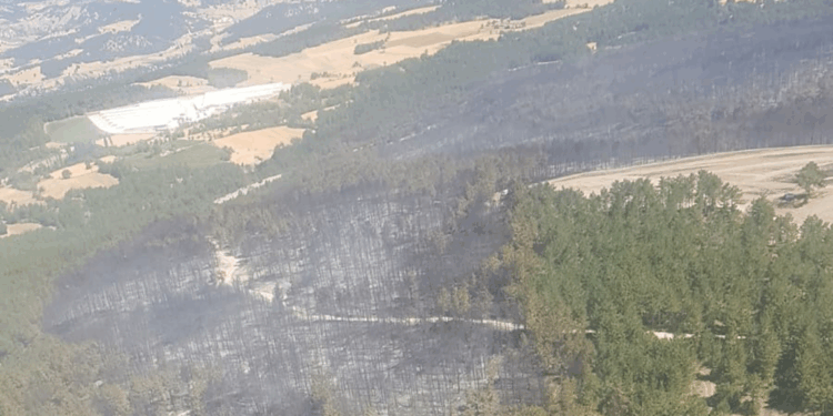 Bolu'da orman yangını kontrol altında; 2 gözaltı