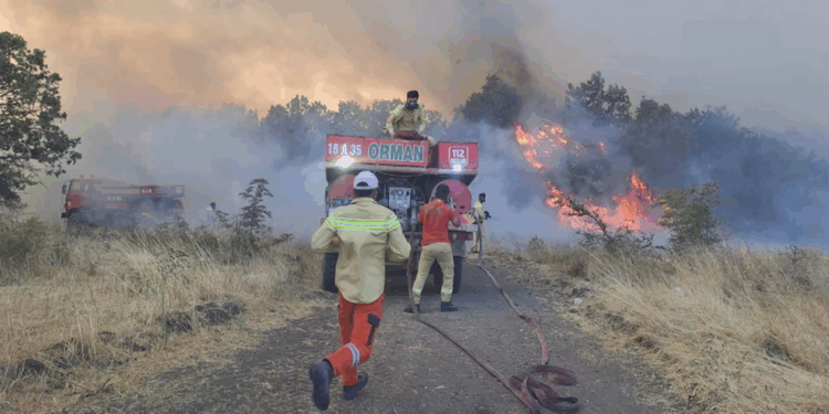 Bursa'nın Nilüfer ilçesinde orman yangını çıktı