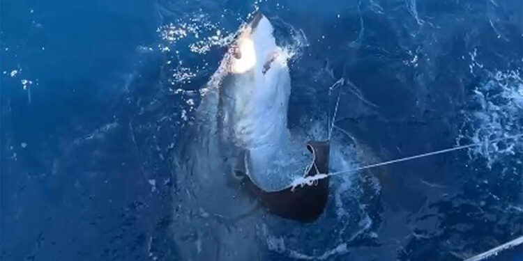 Balıkçıların oltasına 6 metrelik sapan köpek balığı takıldı