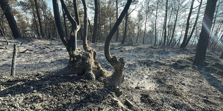 Bu ağaçlar 50 yıl geçse bile yerine gelmez