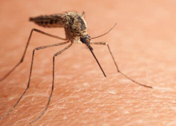 Çin'de chikungunya virüsü alarmı