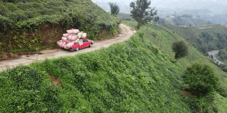 Çay naklinde otomobil ‘kamyonet’ oldu