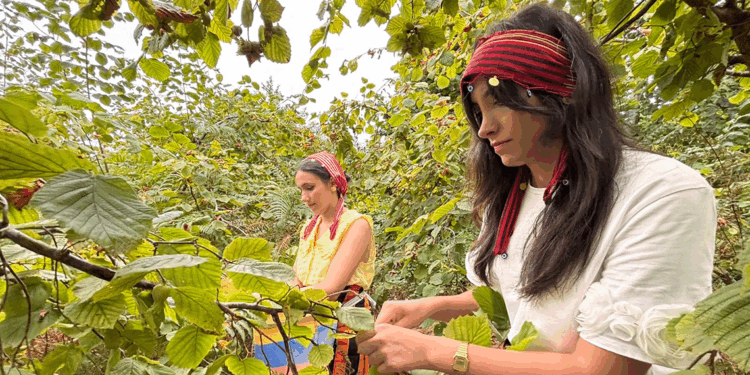 Coğrafi işaretli 'Arsin foşa fındığı' hasadı başladı