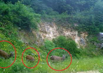 Dişi kızılgeyikler fotokapanlara yansıdı