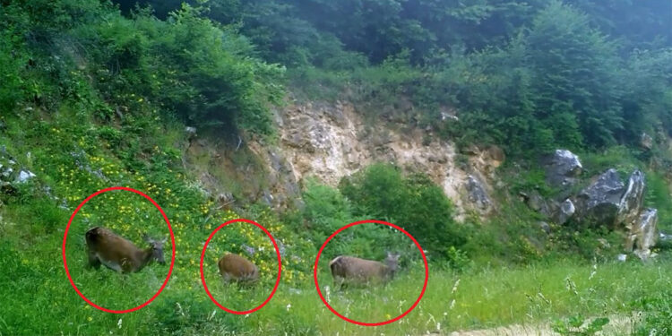 Dişi kızılgeyikler fotokapanlara yansıdı