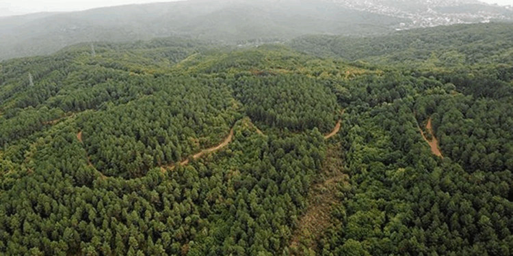 DMM’den ‘ormanların talan edildiği’ yönündeki iddialara yalanlama
