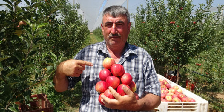 Hasat edilen ilk elmalar Dubai ile Libya'ya ihraç edildi