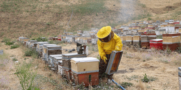 Devlet destekli arıcılığa başlayan 6 çocuk annesi, birçok şehre bal satıyor