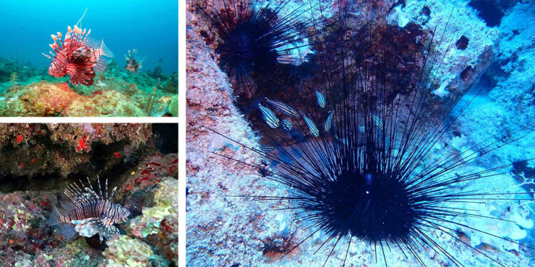 Ege Denizi'nde yeni tehlike; istilacı tür uzun dikenli deniz kestanesi