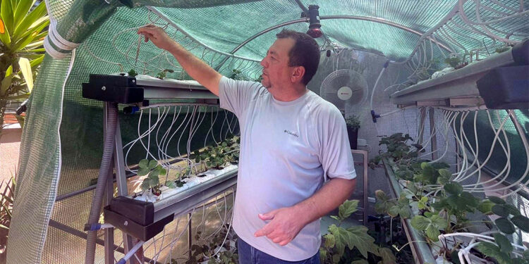 Evinin bahçesine sera kuran profesörden organik üretim